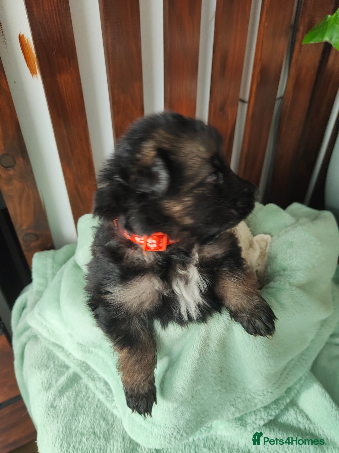 German Shepherd dogs for sale: German shepard puppies for sale - Image 4