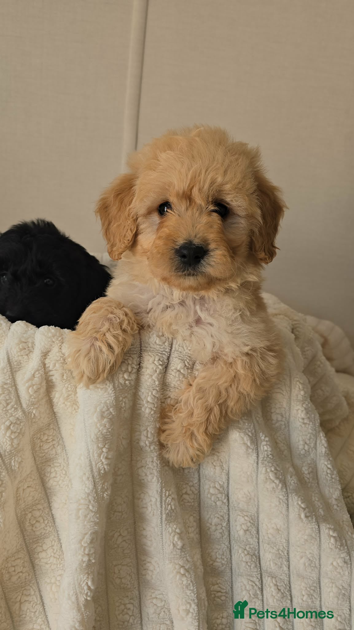 Mini Goldendoodle dogs 4 outstanding miniature goldendoodle  - Advert 2