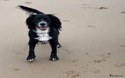 Cocker Spaniel dogs for sale: KC Cocker Spaniel Puppies  - Image 10