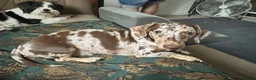 Miniature Dachshund dogs for stud: Miniature, short hair stud in Romford - Advert 9