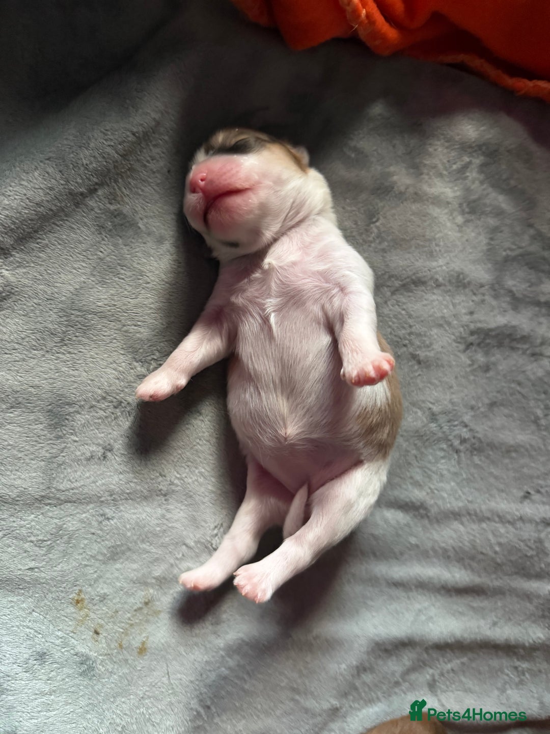 Mixed Breed dogs for sale: Beautiful pups for sale!  - Advert 5