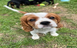 Cavalier King Charles Spaniel dogs for sale: Cavalier King Charles  - Image 18