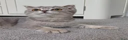 Scottish Fold cats for sale: TICA affectionate Inoculated Scottish fold  - Advert 9