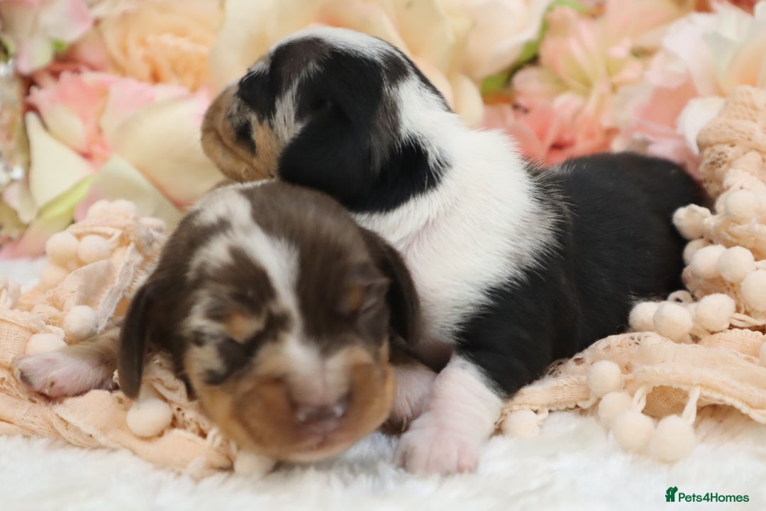 Miniature Dachshund dogs for sale: KC Miniature Dachshund Puppies - Image 25
