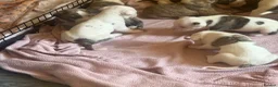 American Bulldog dogs for sale: AMERICAN BULLDOG PUPIES - Advert 5
