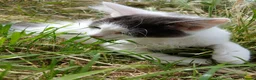 British Longhair cats for sale: 2 fluffy male kittens - Advert 22