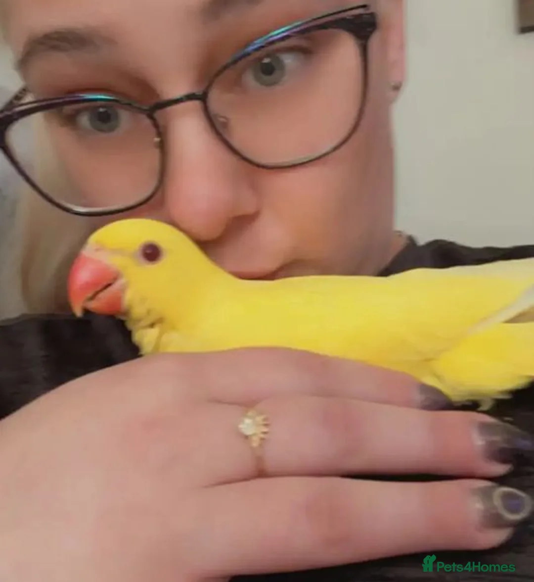 Parrots birds for sale: Healthy Hand-Reared Parrots Available  in Ayr - Advert 2