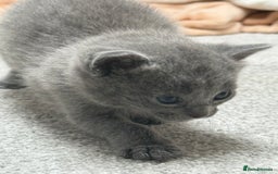 Russian Blue cats for sale: ***Beautiful Russian Blue Kittens*** - Image 7