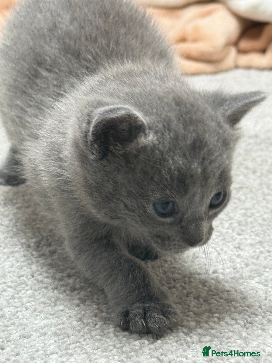 Russian Blue cats for sale: ***Beautiful Russian Blue Kittens*** - Image 7