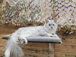 Maine Coon cats in Hull - Advert 30