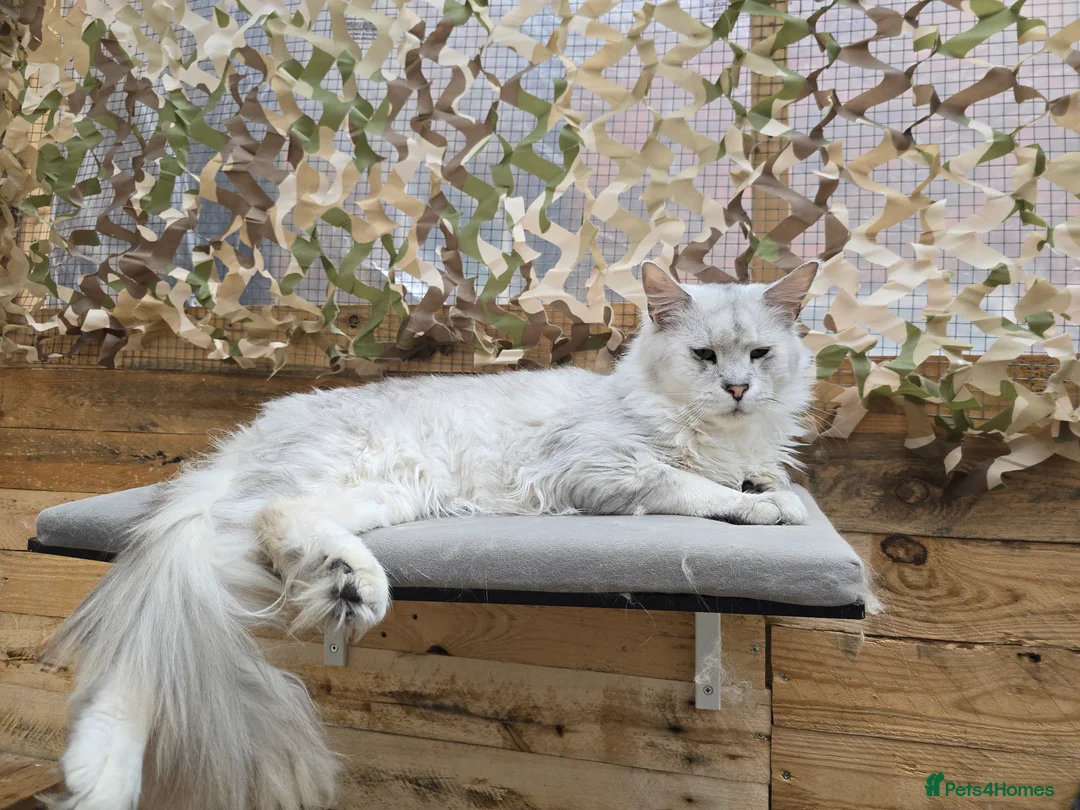 Maine Coon cats for stud: Black Shaded Maine Coon Large Imported in Hull - Advert 2