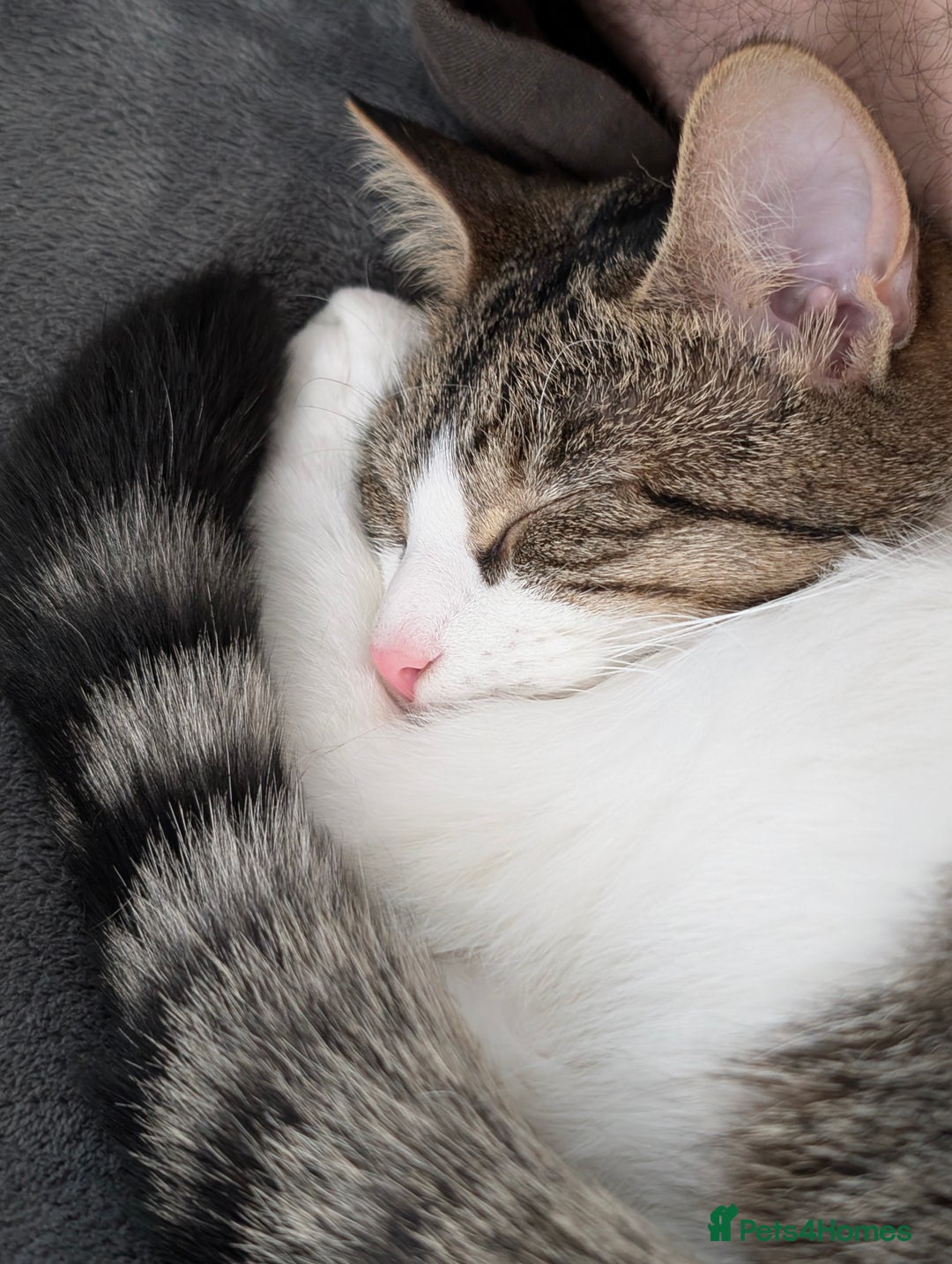 Mixed Breed cats for sale: Tinkerbell is Ready Free to good home! - Image 9
