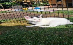 Mixed Breed cats for sale:  🐾 Adorable Kittens Ready for Loving Homes 🐾 - Image 10