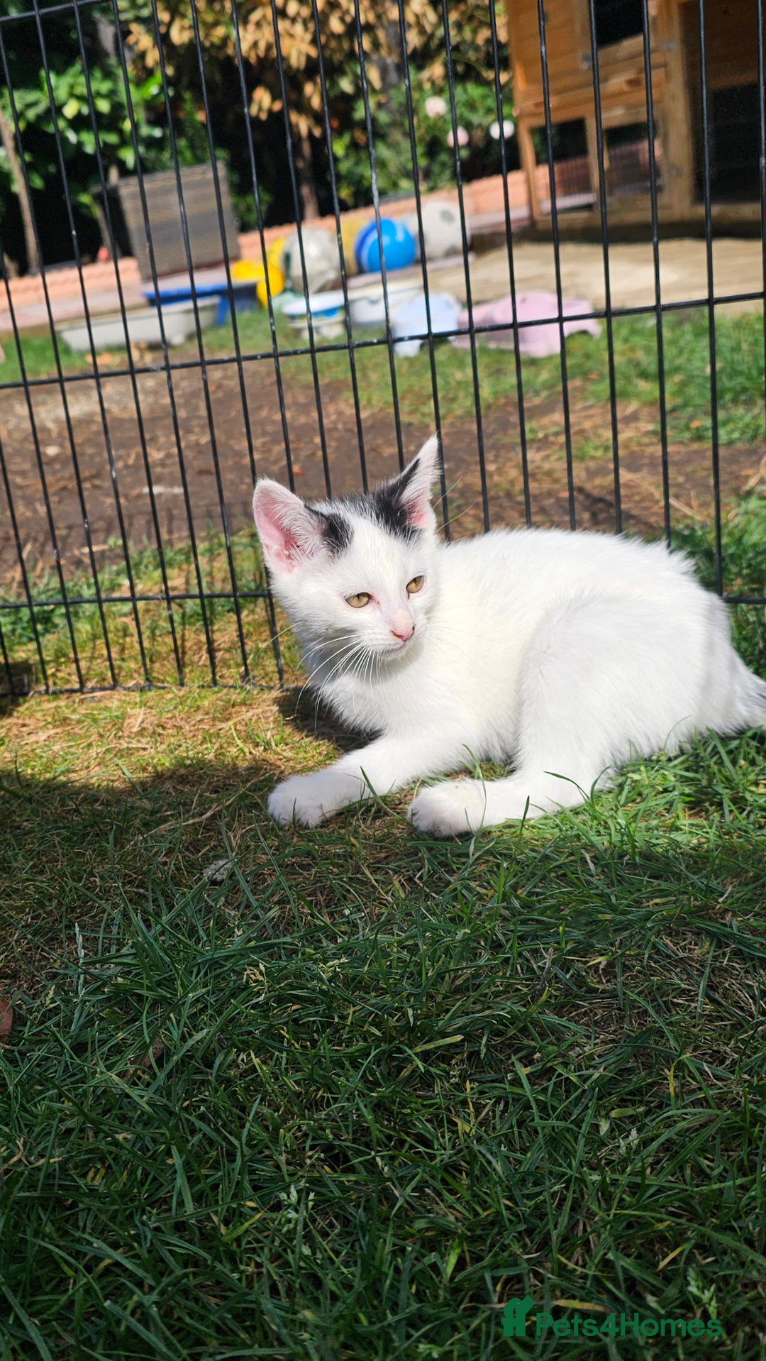 Mixed Breed cats for sale:  🐾 Adorable Kittens Ready for Loving Homes 🐾 - Image 10