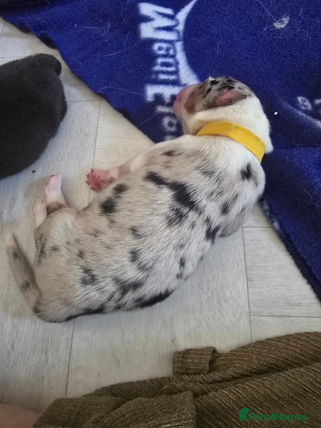 Australian Shepherd dogs for sale: Australian Shepherd Puppies in Chelmsford - Advert 9