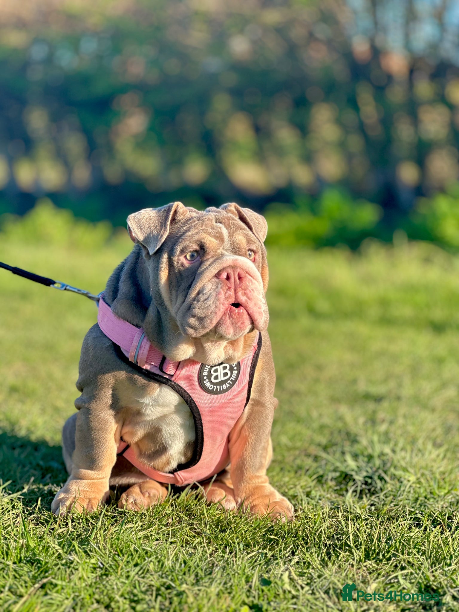 English Bulldog dogs for sale: 14 months old English Bulldog and 7 months old gir - Advert 5