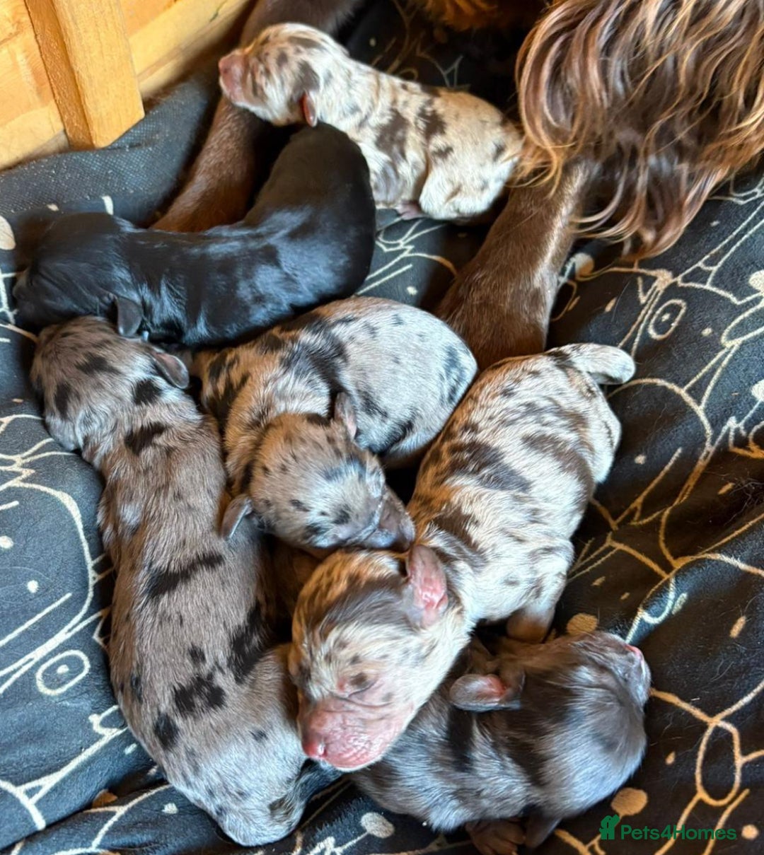 Cockapoo dogs for sale: 5 ⭐️ Cockapoo Puppies for 5 ⭐️ homes only - Image 1