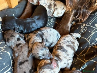 Cockapoo dogs - Advert 5