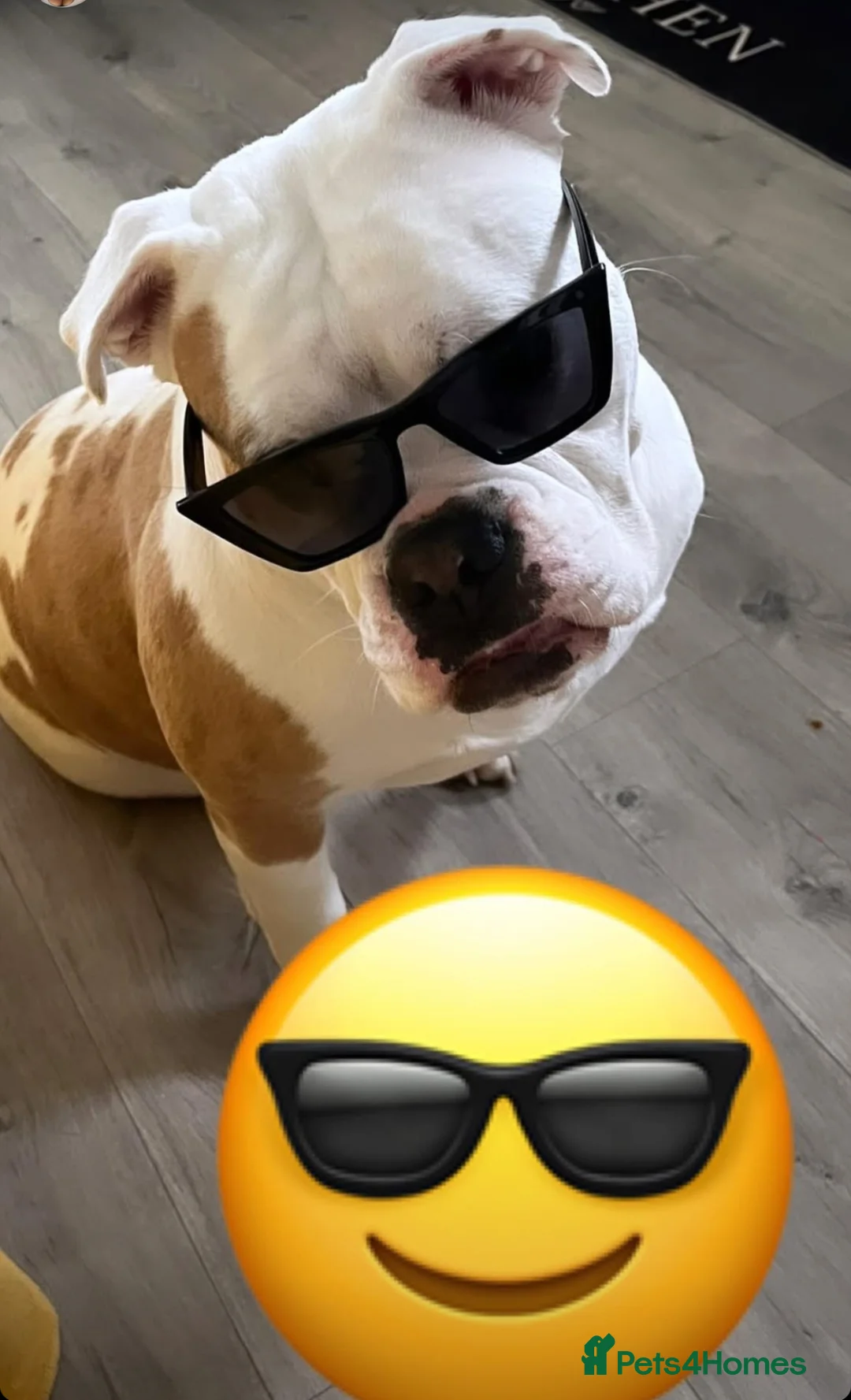 Old Tyme Bulldog dogs for sale: Old tyme English bulldog Belle  in Chesterfield - Advert 2