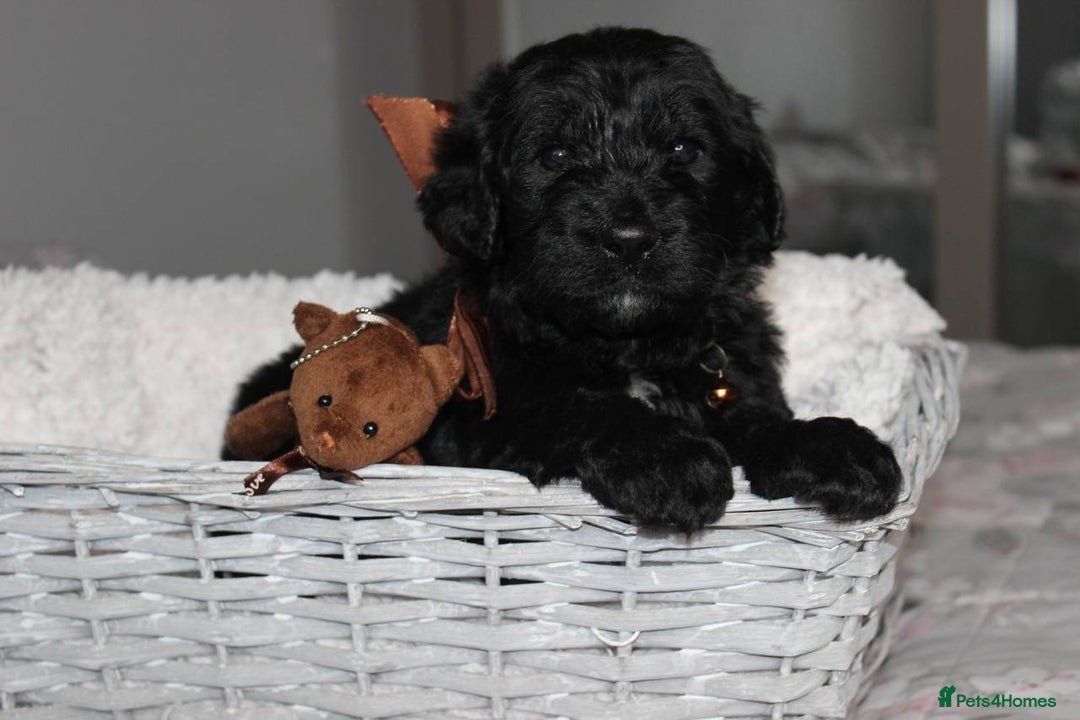 Goldendoodle dogs for sale: F1 Goldendoodle black Puppies - Advert 38