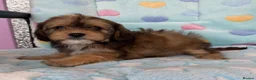 Cavapoo dogs for sale: Cavapoo puppies 🐶 ready now  - Advert 14