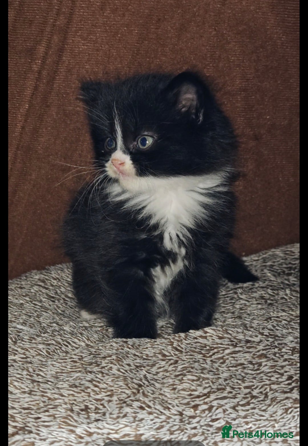 Mixed Breed cats for sale: Adorable half persian Kittens for Sale🐾 - Advert 4