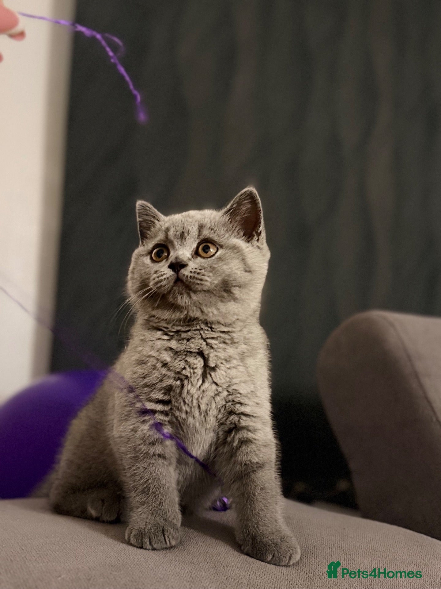 Scottish Fold cats Last female Scottish fold kittens 🐾 - Advert 16