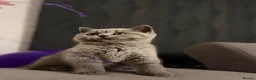 Scottish Fold cats for sale: Last female Scottish fold kittens 🐾 - Advert 1
