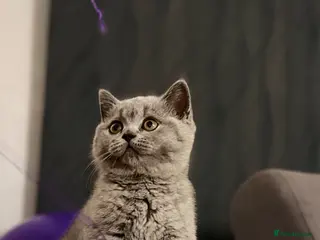 Scottish Fold cats Last female Scottish fold kittens 🐾 - Advert 2