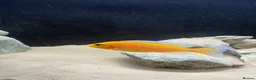 Cichlids fish for sale: Assorted peacock cichlids for sale  in Derby - Advert 1