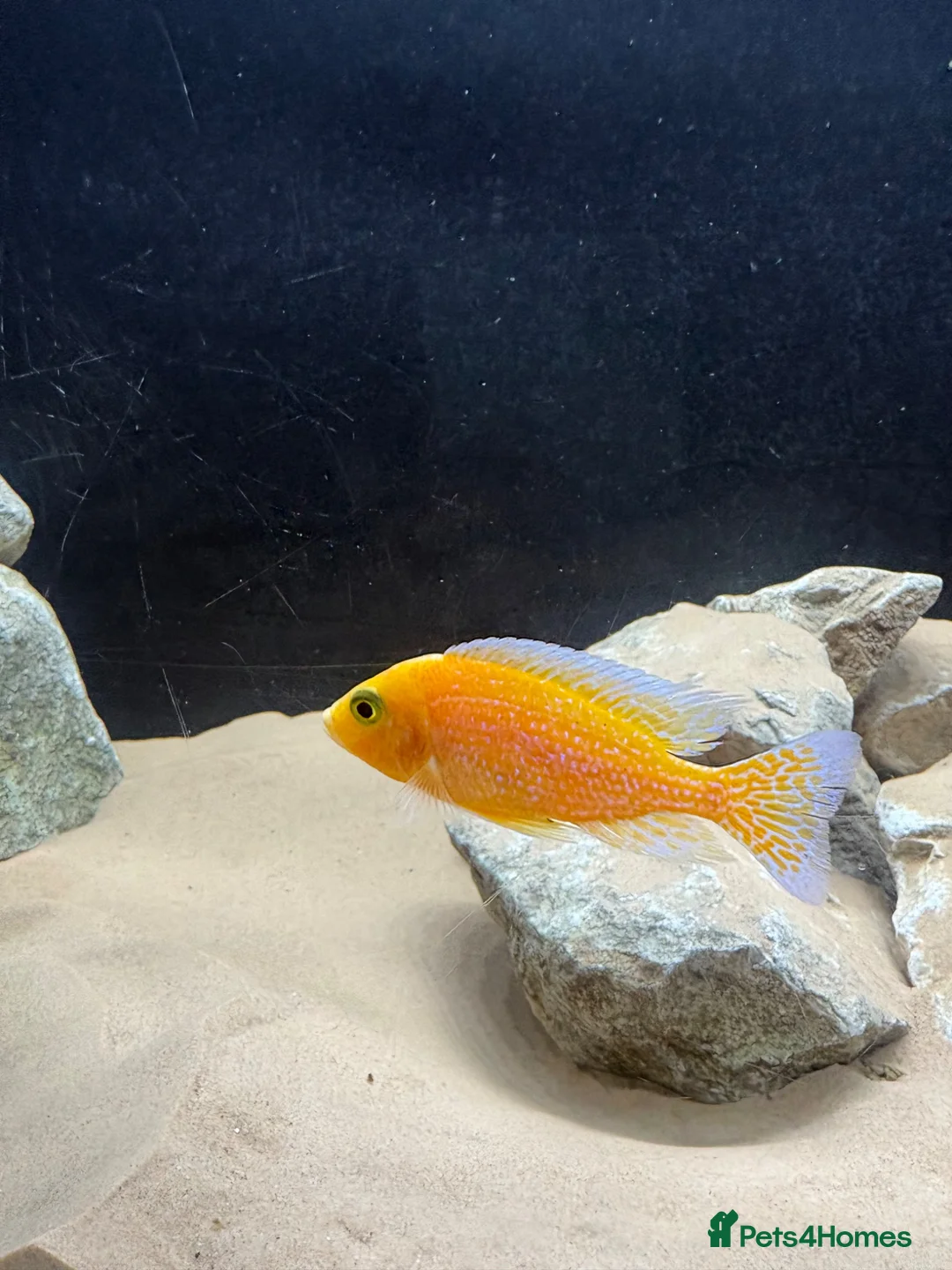 Cichlids fish for sale: Assorted peacock cichlids for sale  in Derby - Advert 1