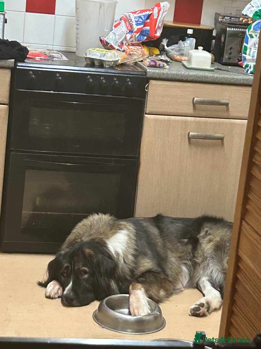 Caucasian Shepherd Dog dogs for sale: Caucasian shepherd  in Spalding - Image 3