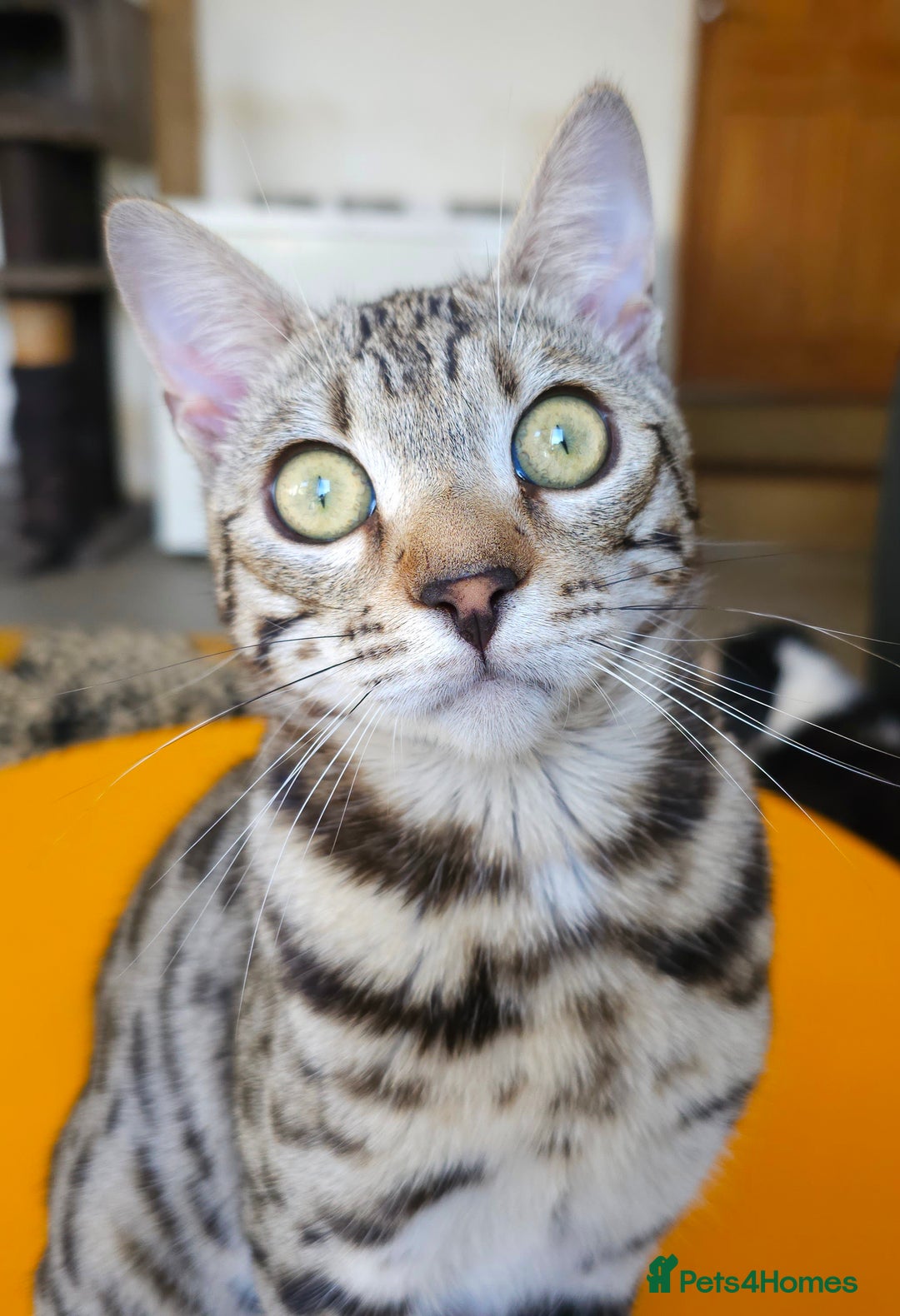 Bengal cats for sale: Gorgeous Brown Rosetted Boy Available  - Advert 5