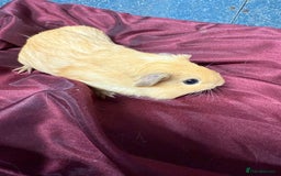 Guinea Pig rodents for sale: Adorable baby Guinea Pigs for loving homes  - Image 6