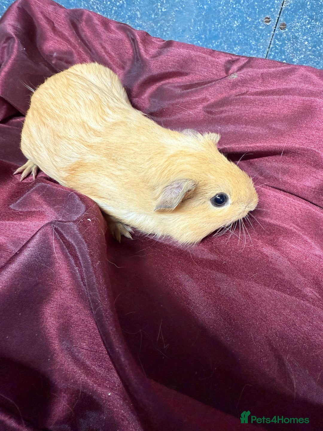Guinea Pig rodents for sale: Adorable baby Guinea Pigs for loving homes  - Image 6
