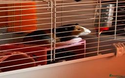 Guinea Pig rodents for sale: Male guinea pigs  - Advert 4