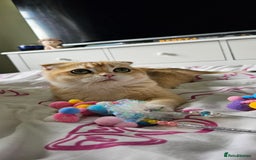 Scottish Fold cats for sale: READY NOW-TICA-SCOTTISH FOLD GIRL  - Image 38