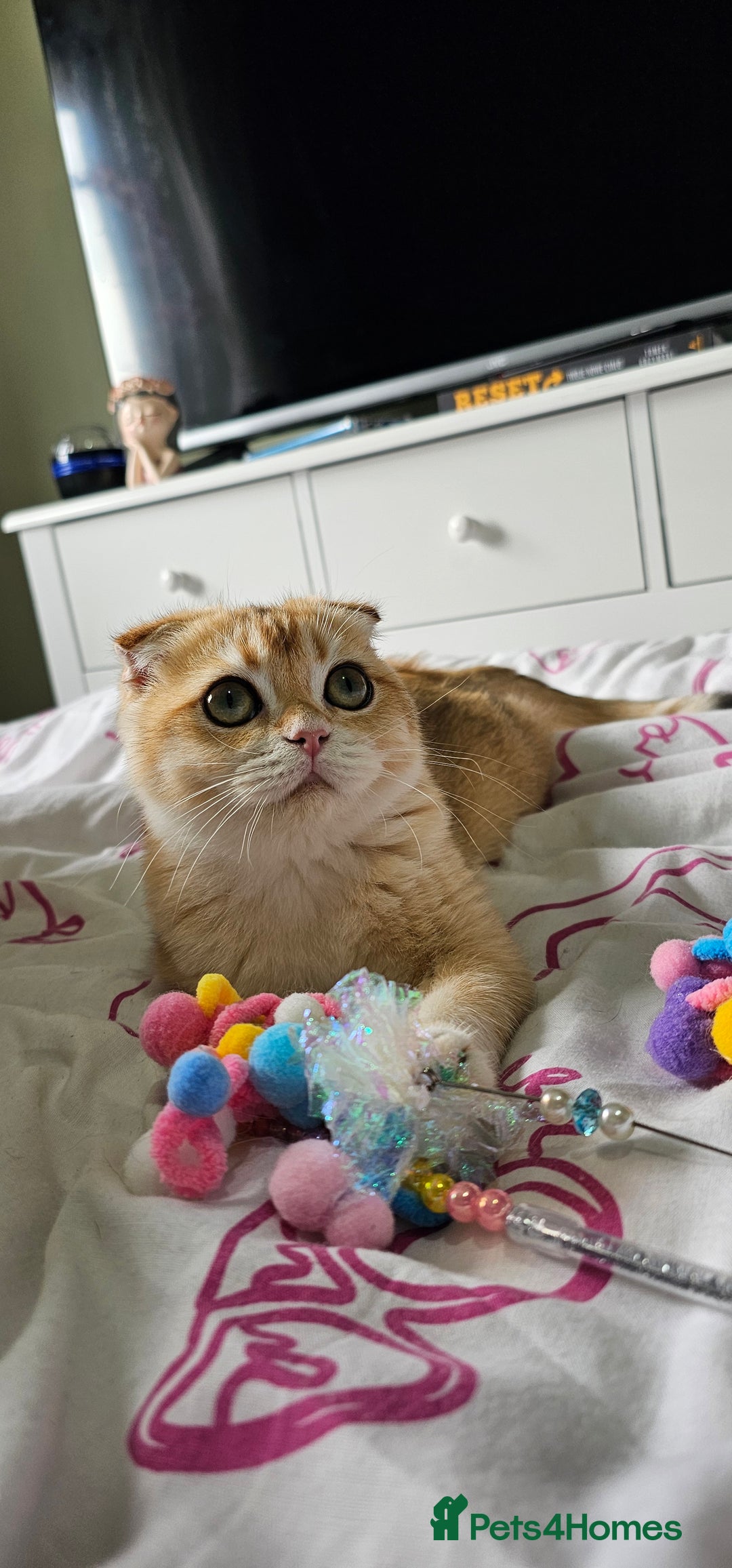 Scottish Fold cats for sale: READY NOW-TICA-SCOTTISH FOLD GIRL  - Image 38