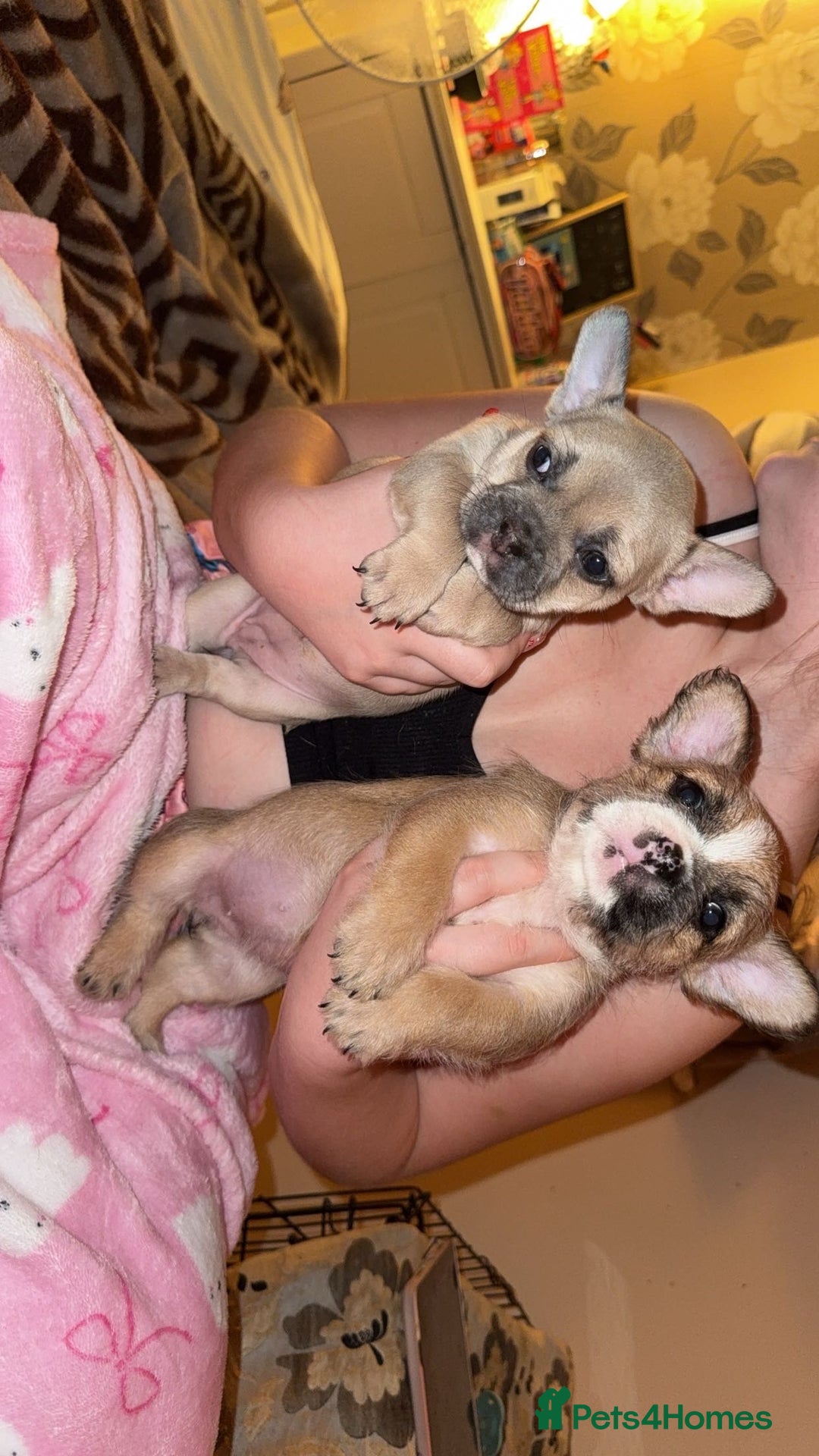 Mixed Breed dogs for sale: French bulldog cross border terrier puppies in Taunton - Advert 2