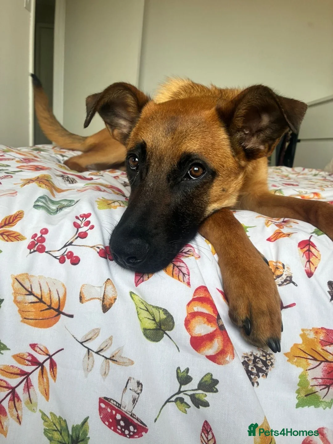 Mixed Breed dogs for adoption: Dakis - Advert 2