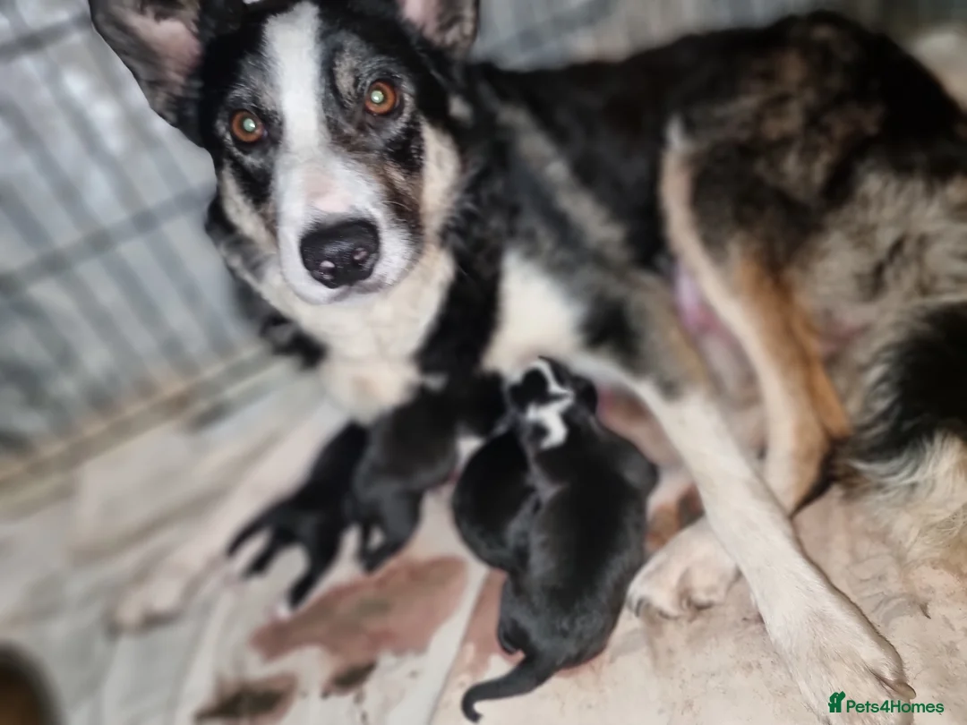 Border Collie dogs for sale: Beautiful border collie pups  in Bolton - Advert 2