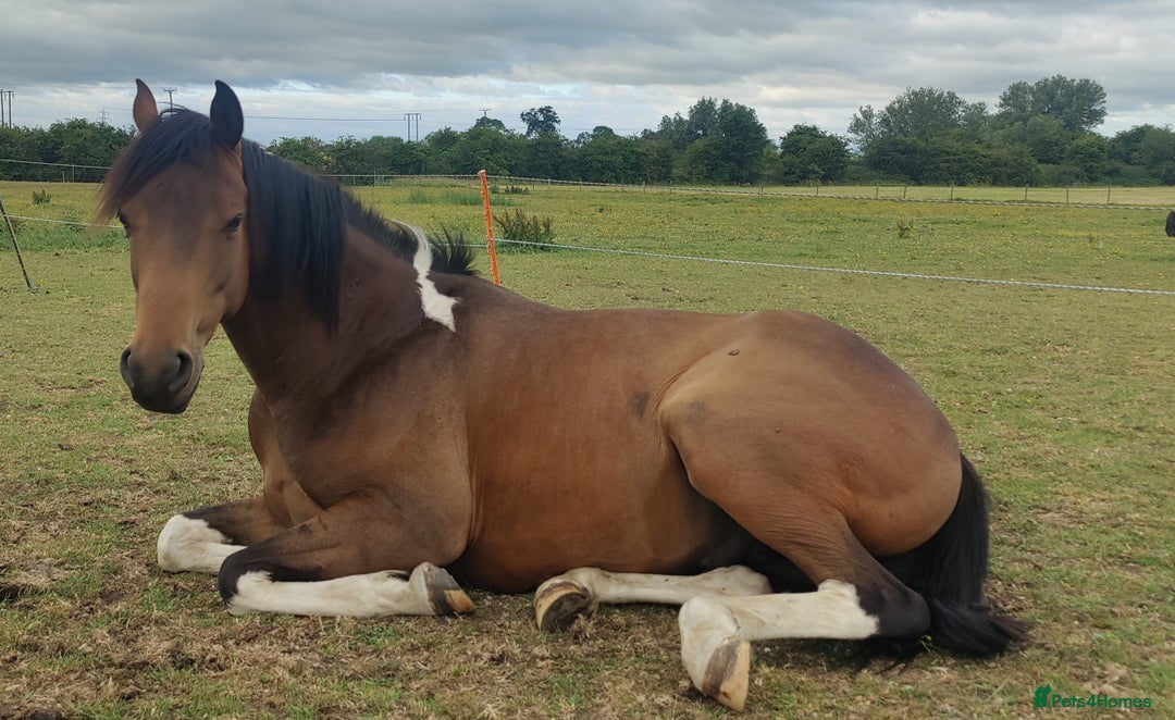 Riding pony horses for sale: 14.2hh 8 year old Gelding  - Image 3