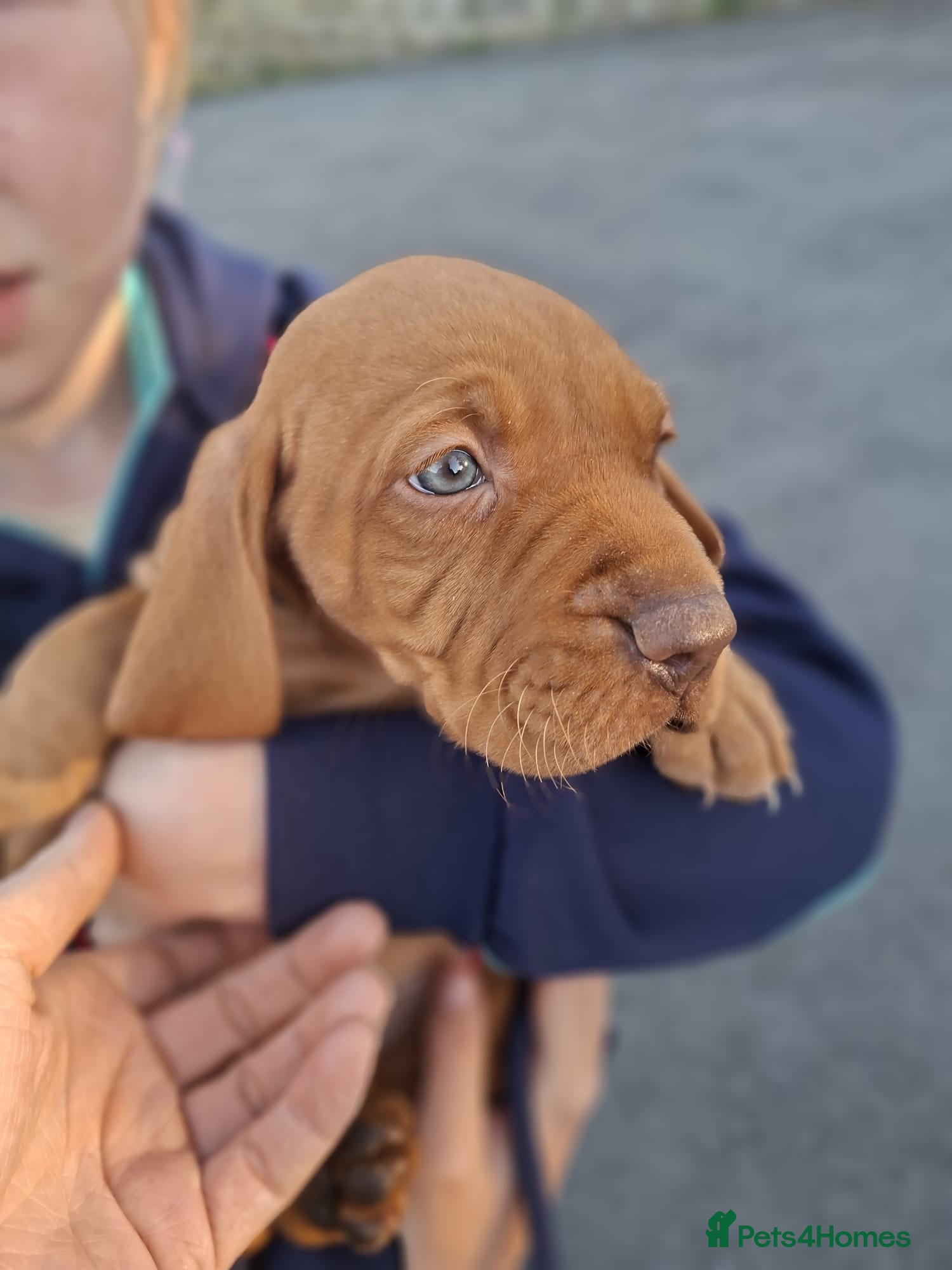 Hungarian Vizsla dogs for sale: Beautiful Hungarian Vizsla Puppies For Sale  - Advert 6