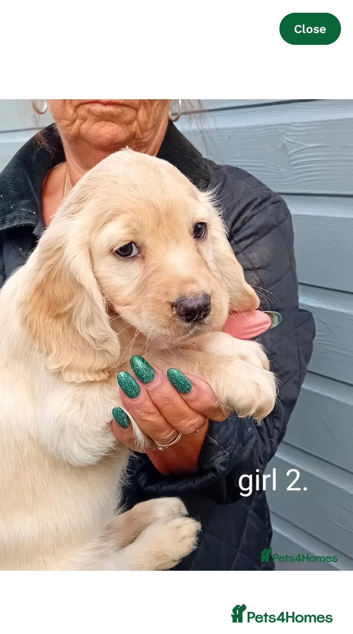 Cocker Spaniel dogs Working Cocker Spaniels  - Advert 7