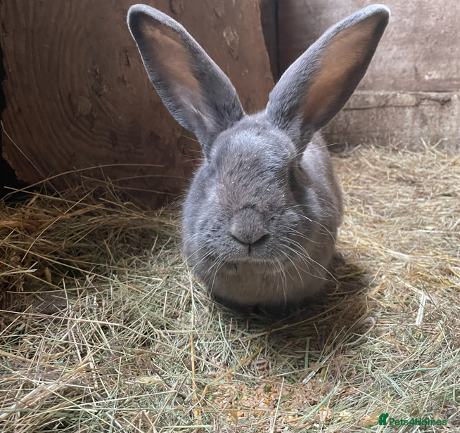 Continental Giant rabbits Giant Continental Male ("Thistle" - Advert 17