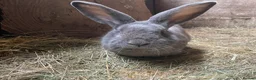 Continental Giant rabbits for sale: Giant Continental Male ("Thistle" - Advert 1