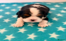 Cavalier King Charles Spaniel dogs for sale: Cavalier Pups – 0.10% COI, Health Tested, KC Reg - Image 14