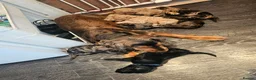 Cockapoo dogs for sale: LAST 2BOYS AVAILABLE  F1 cockapoo puppies  - Advert 16
