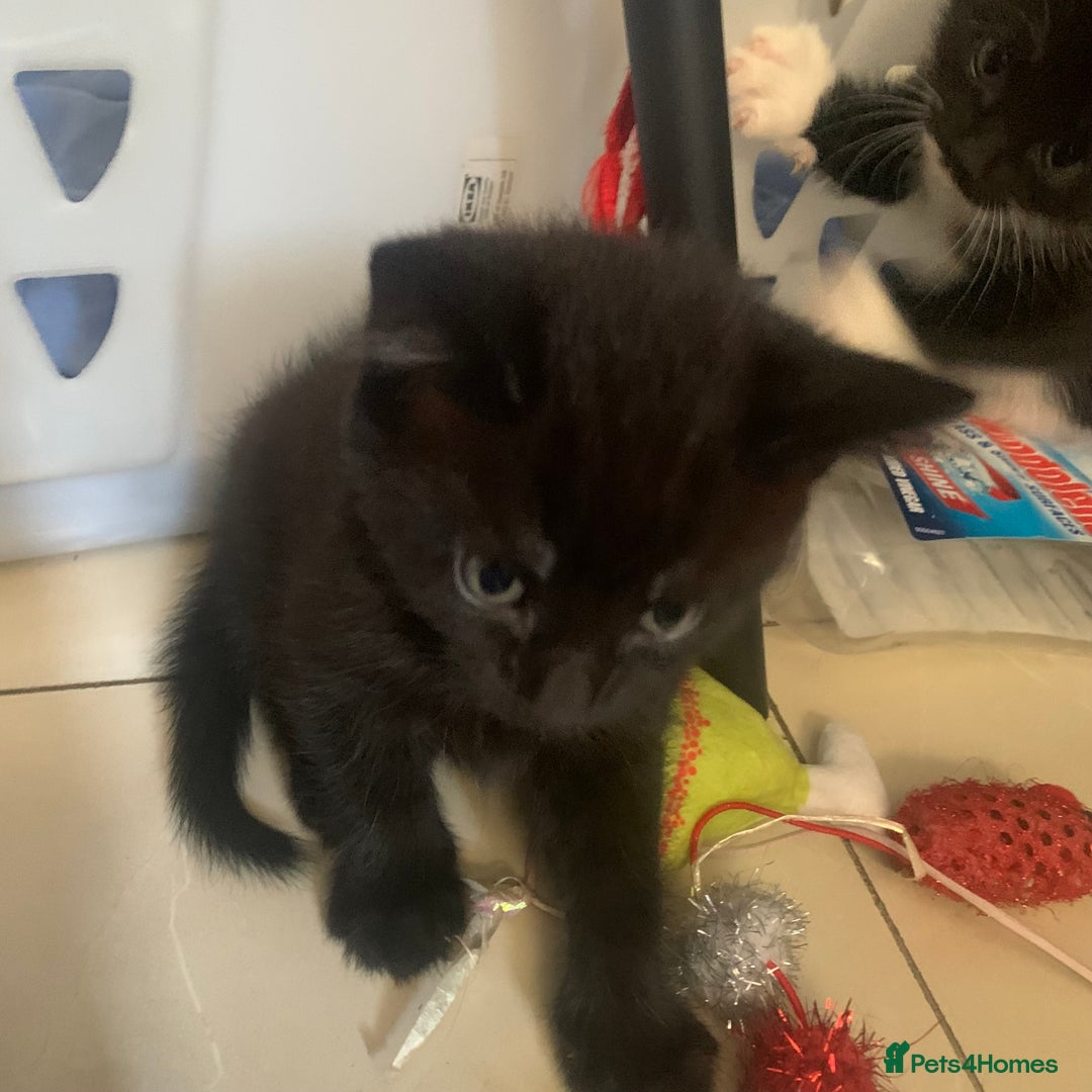 Mixed Breed cats for sale: Kitten for sale  - Image 2