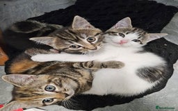 Mixed Breed cats for sale: Female kittens for sale  - Image 4